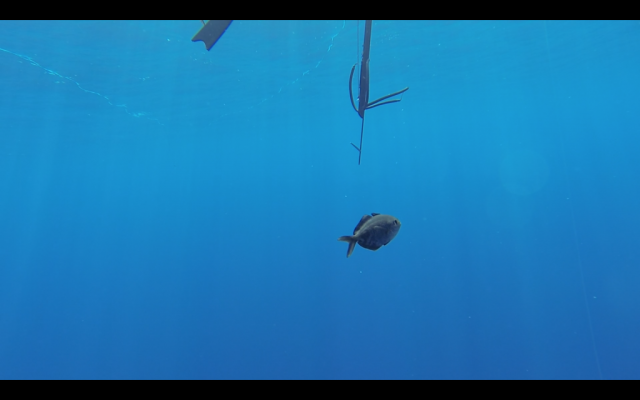 Juvenile Pelagic Blue Eye Trevalla